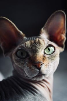 迷人的斯芬克斯猫肖像，展示其独特特征和深邃的绿色眼睛。 - 相关推荐