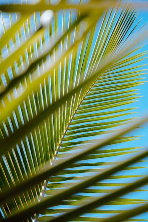Free A vibrant palm frond against a clear blue sky, showcasing nature's beauty and tranquility. Stock Photo