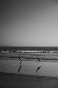 Black and white photo of flamingos on a calm beach, capturing tranquility and nature.