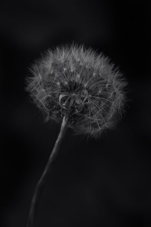 Free A stunning black and white close-up of a dandelion with detailed texture captured outdoors. Stock Photo