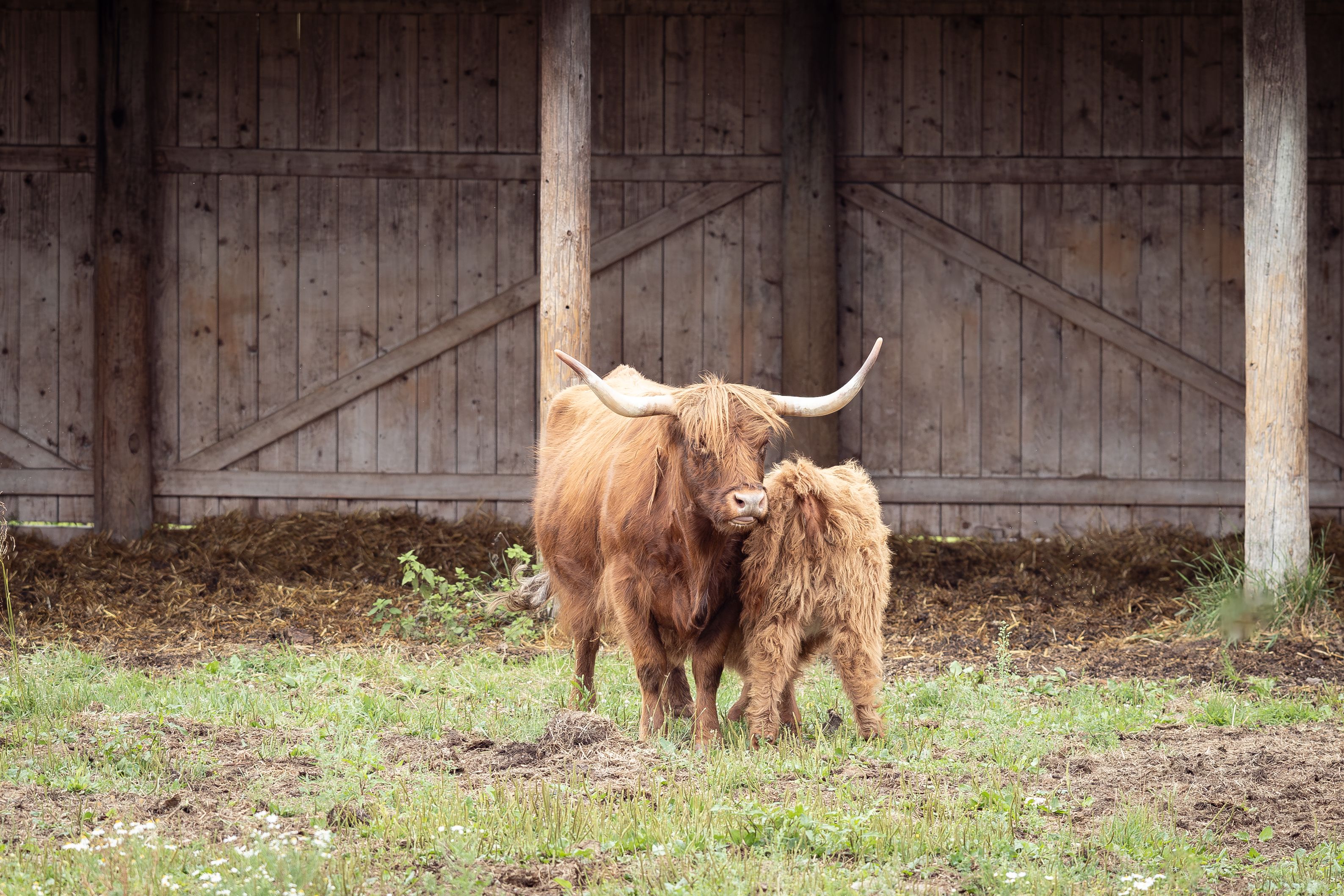 Highland cows help a Clinton family farm stay afloat through a creative photography business — Photo by Olavi Anttila on Pexe