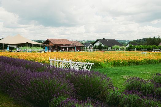 Beautiful rural scene with a colorful flower field and rustic buildings in Lgota, Poland.