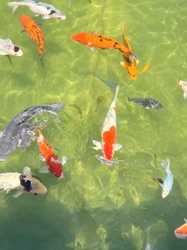 fish photo