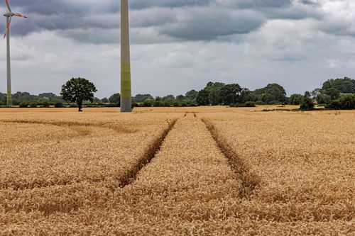 Free Wind turbines stand amidst a golden wheat field in Coesfeld, enhancing the rural landscape. Stock Photo