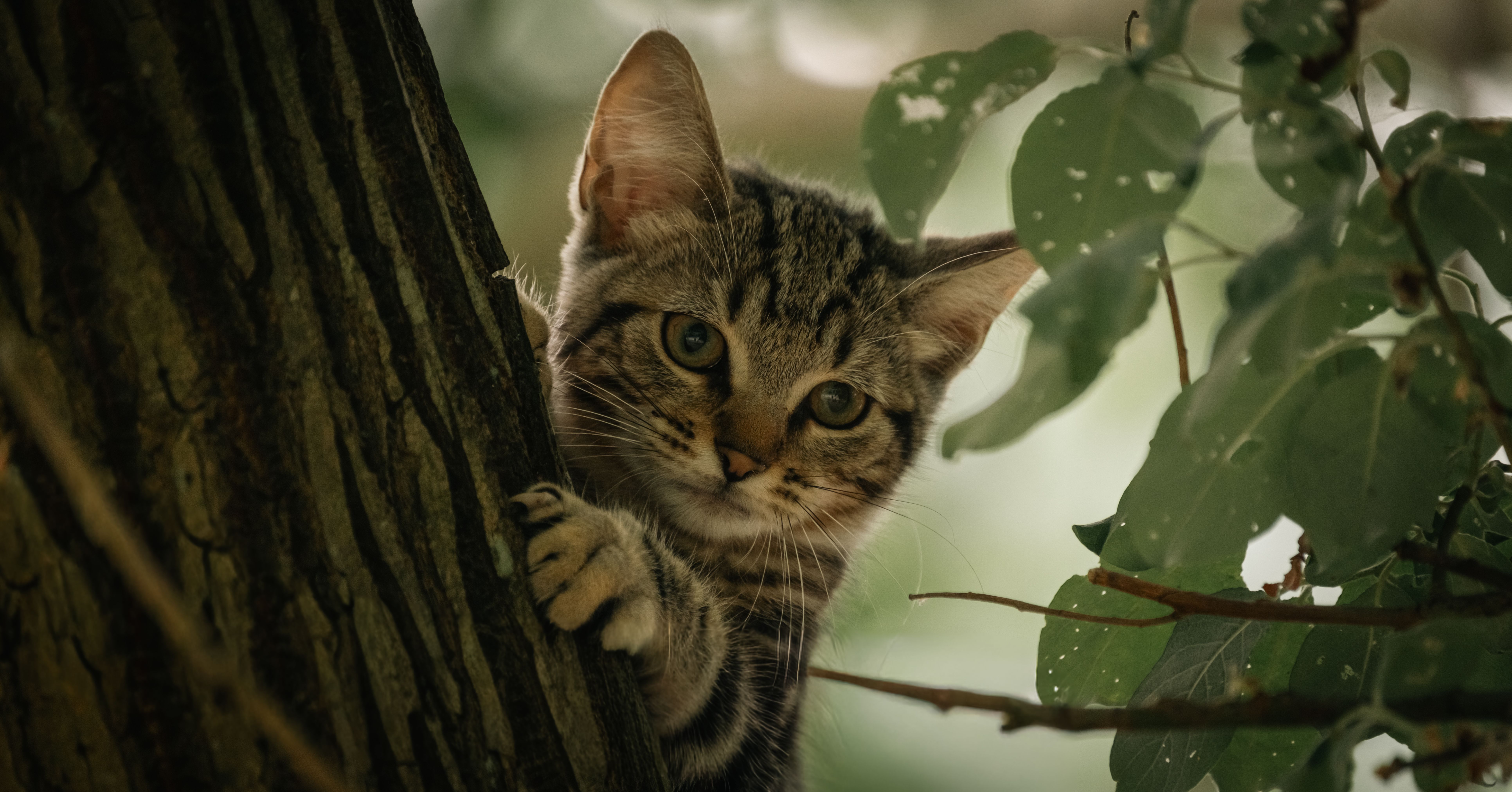 A playful tabby kitten peeks out from behind a tree in a lush, green environment in Normandie, France.