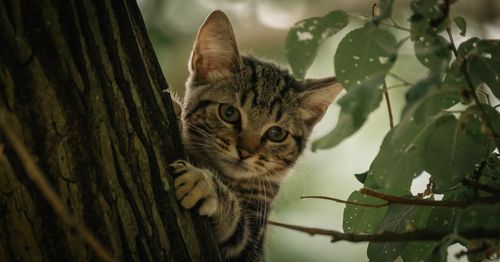 Free A playful tabby kitten peeks out from behind a tree in a lush, green environment in Normandie, France. Stock Photo