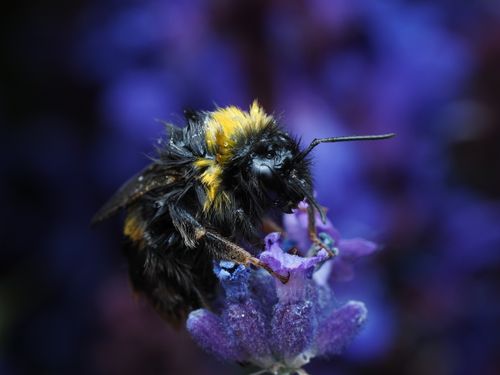 Free Macro photo of a bumblebee resting on a vibrant purple lavender flower. Stock Photo