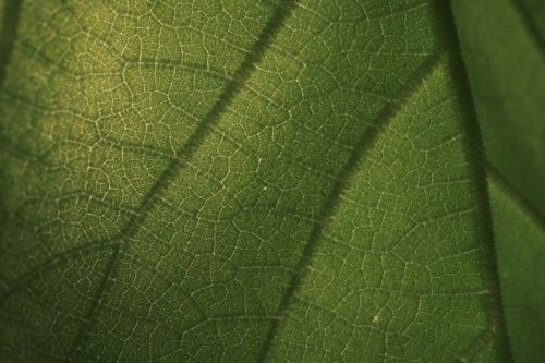 Free Intricate detail of a green leaf's vein pattern capturing nature's complexity. Stock Photo