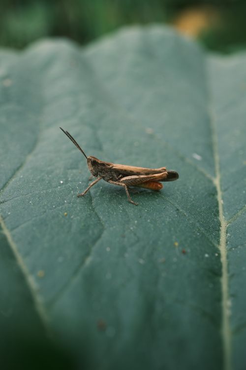 Free Detailed macro shot of a grasshopper on a large green leaf in natural light. Stock Photo