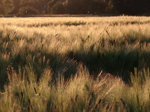 Free Golden wheat field at sunset with a warm and serene ambiance. Stock Photo