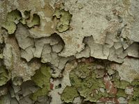 Olive paint worn to bare wall — photo by ed br on Pexels