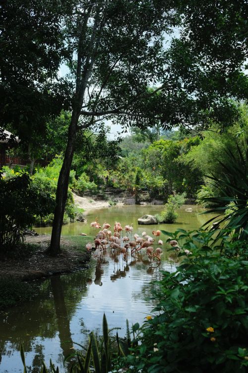 Free Flock of flamingos wading in a tranquil pond surrounded by vibrant green foliage. Stock Photo