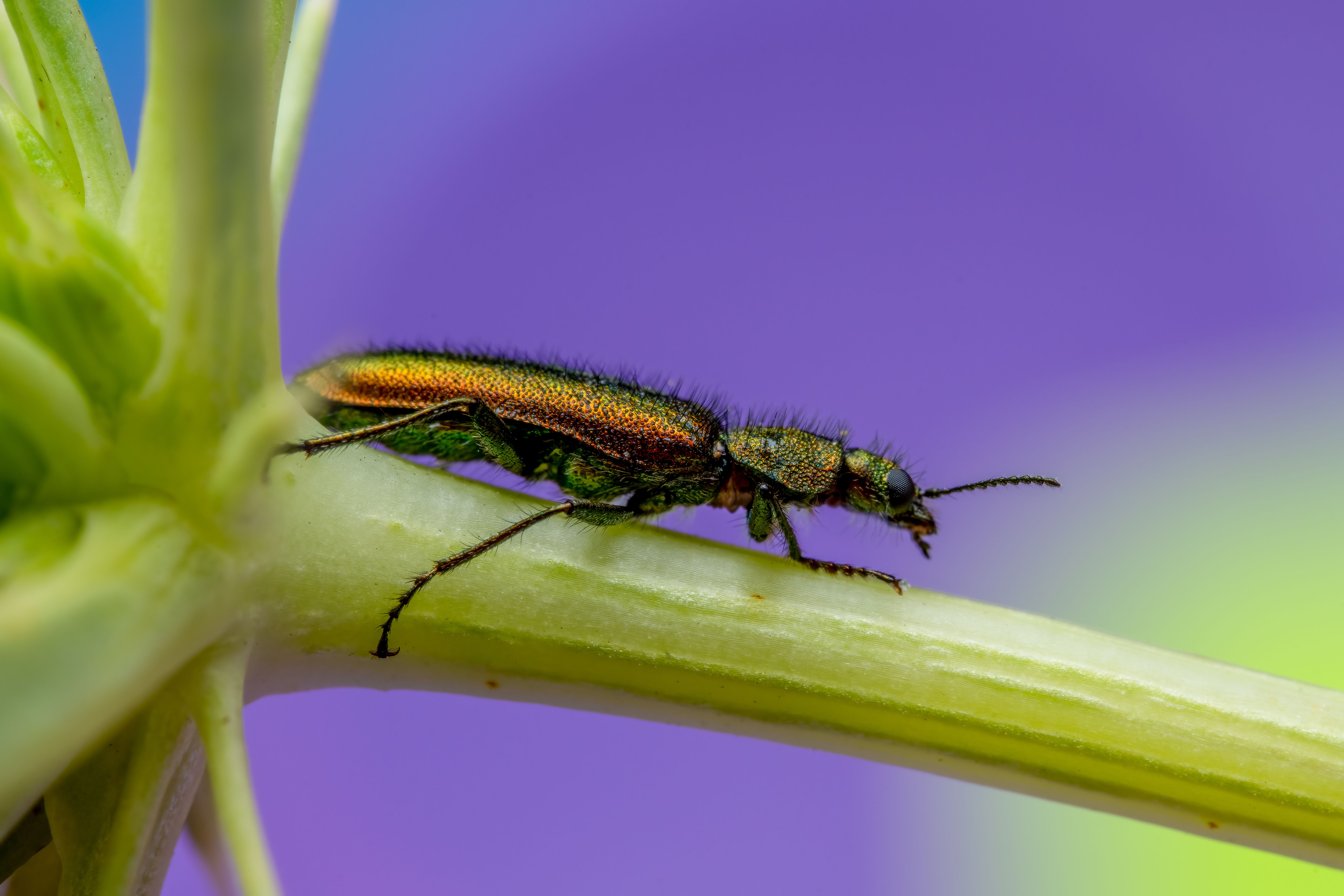 Close-up shot of a jewel beetle on a plant stem highlighting its iridescent colors in natural light.