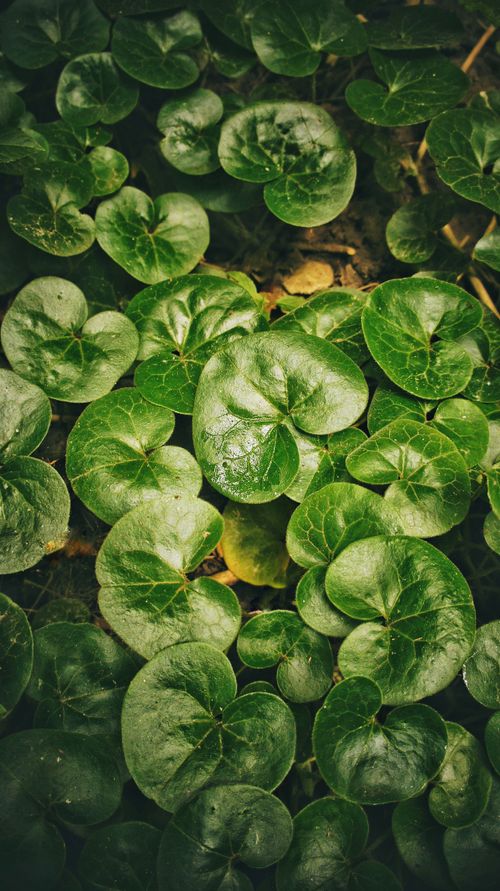 Free A vibrant close-up of lush green leaves with a wet surface, perfect for nature themes. Stock Photo