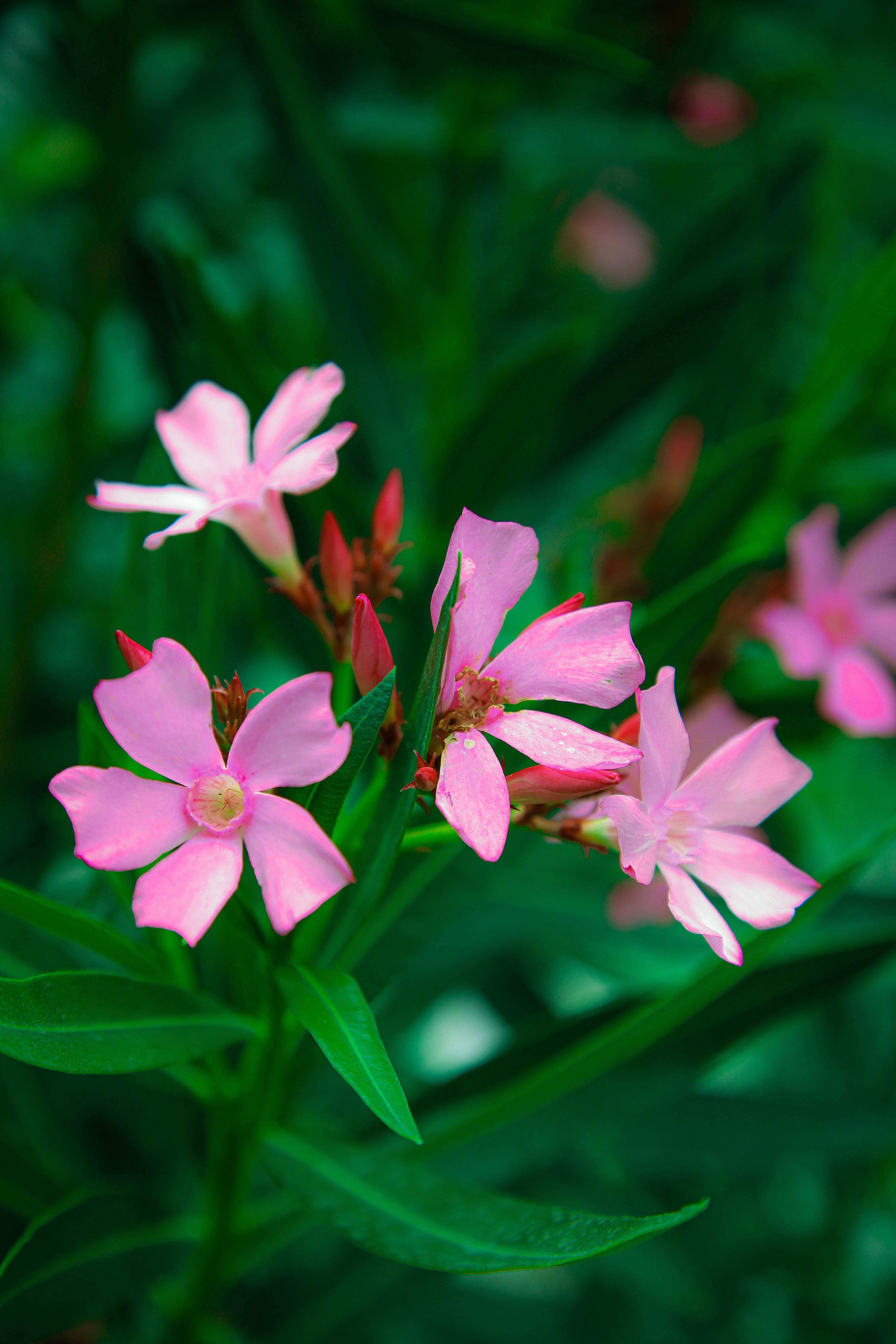 [ColoSach]-close-up-of-pink-oleander-flowers-with-lush-green-leaves,-capturing-the-beauty-of-nature-and-vibrant-colors.