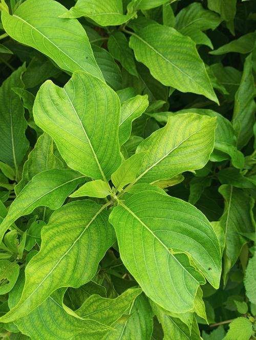 Free Close-up of lush green leaves in Kushinagar, showcasing natural beauty and vibrant greenery. Stock Photo