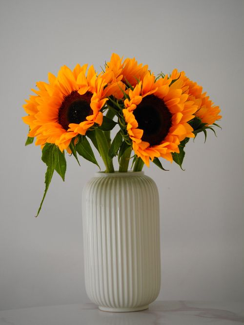 Free Bright sunflowers in a ribbed vase on a neutral background create an elegant still life. Stock Photo