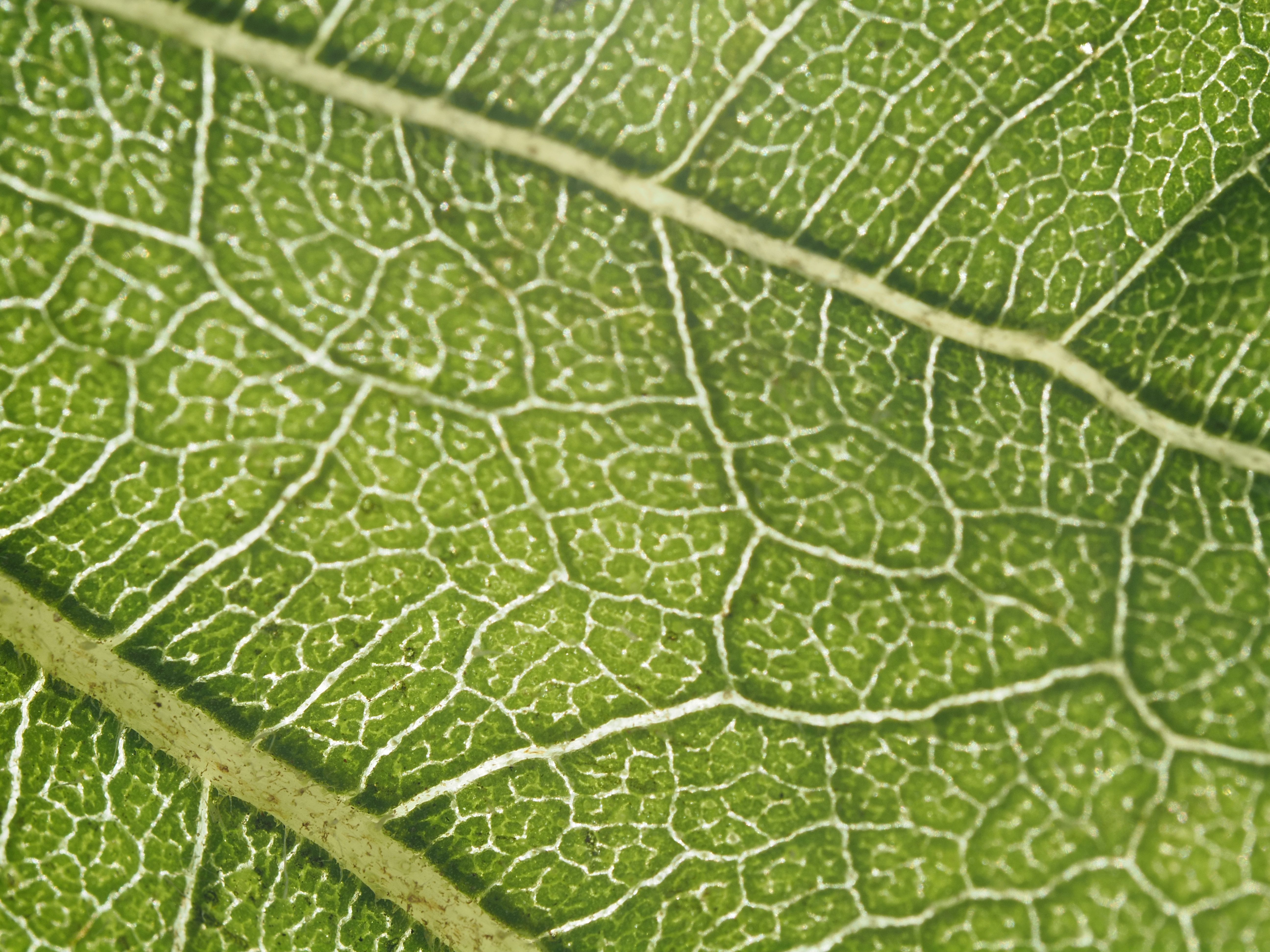 Detailed macro image showcasing the intricate vein patterns of a green leaf. - Evidence evidence guide for vitamin k2 vascular calcification meta-analysis