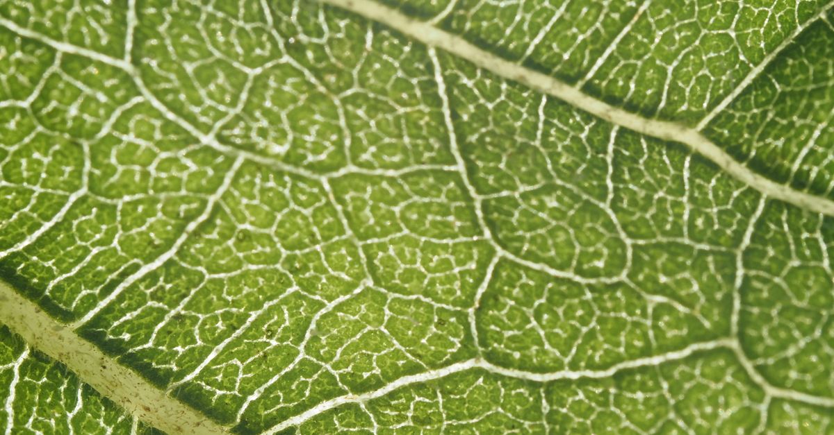 Detailed macro image showcasing the intricate vein patterns of a green leaf. - Evidence evidence guide for vitamin k2 vascular calcification meta-analysis