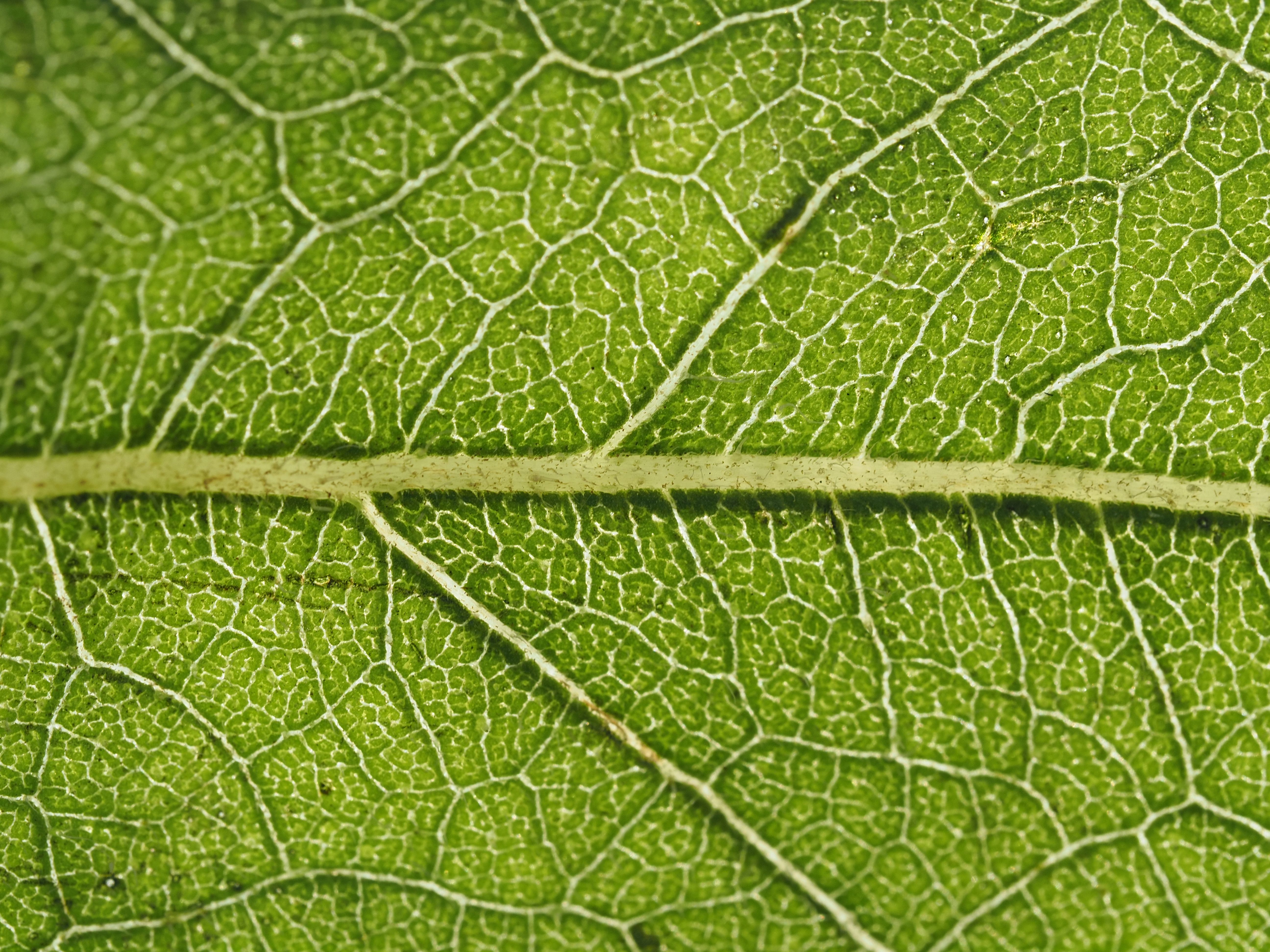Proteína ACBP4 regula endorreduplicação e favorece esporos de oídio em Arabidopsis