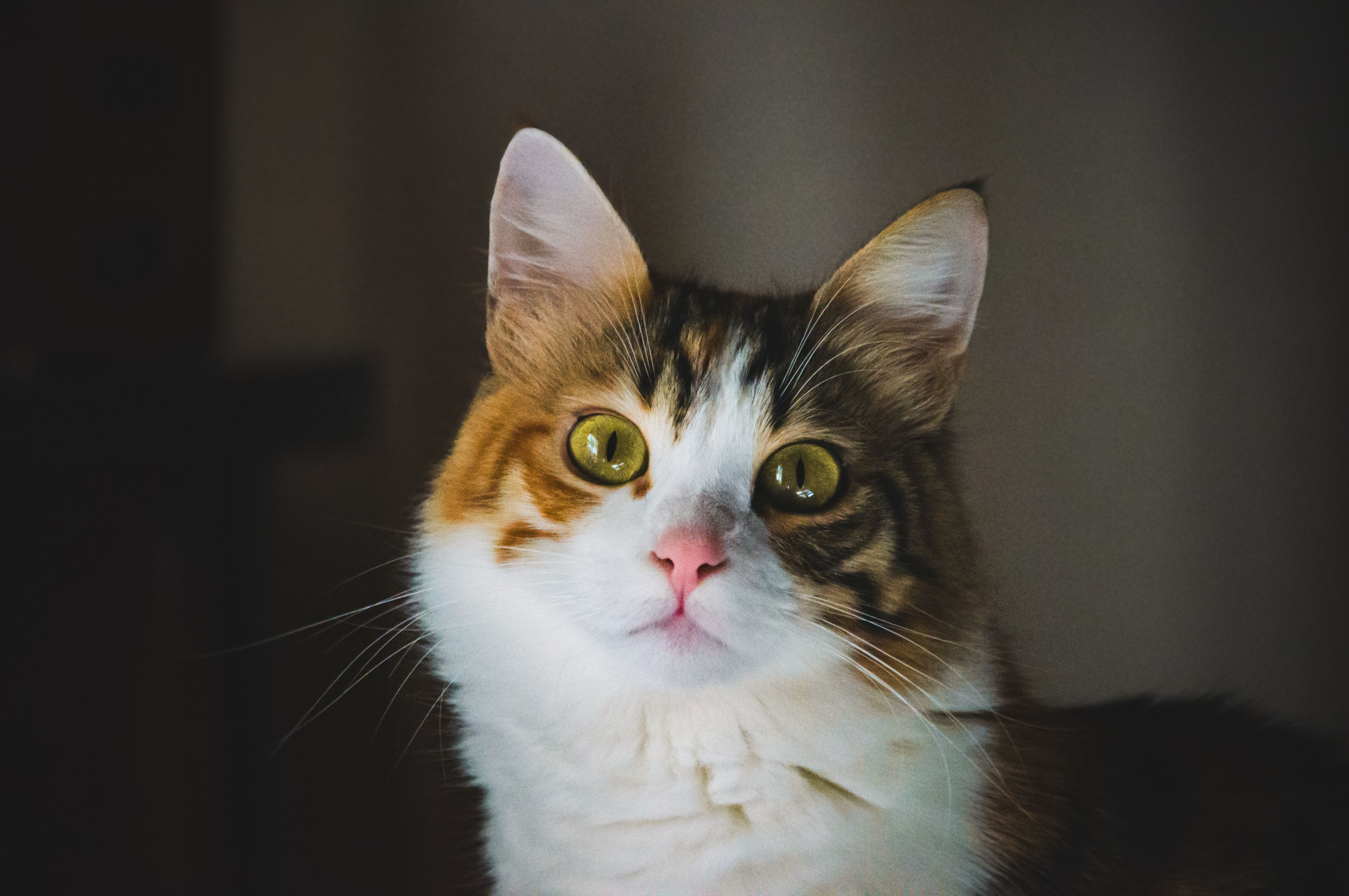 Veterinarian examining a cat during a checkup