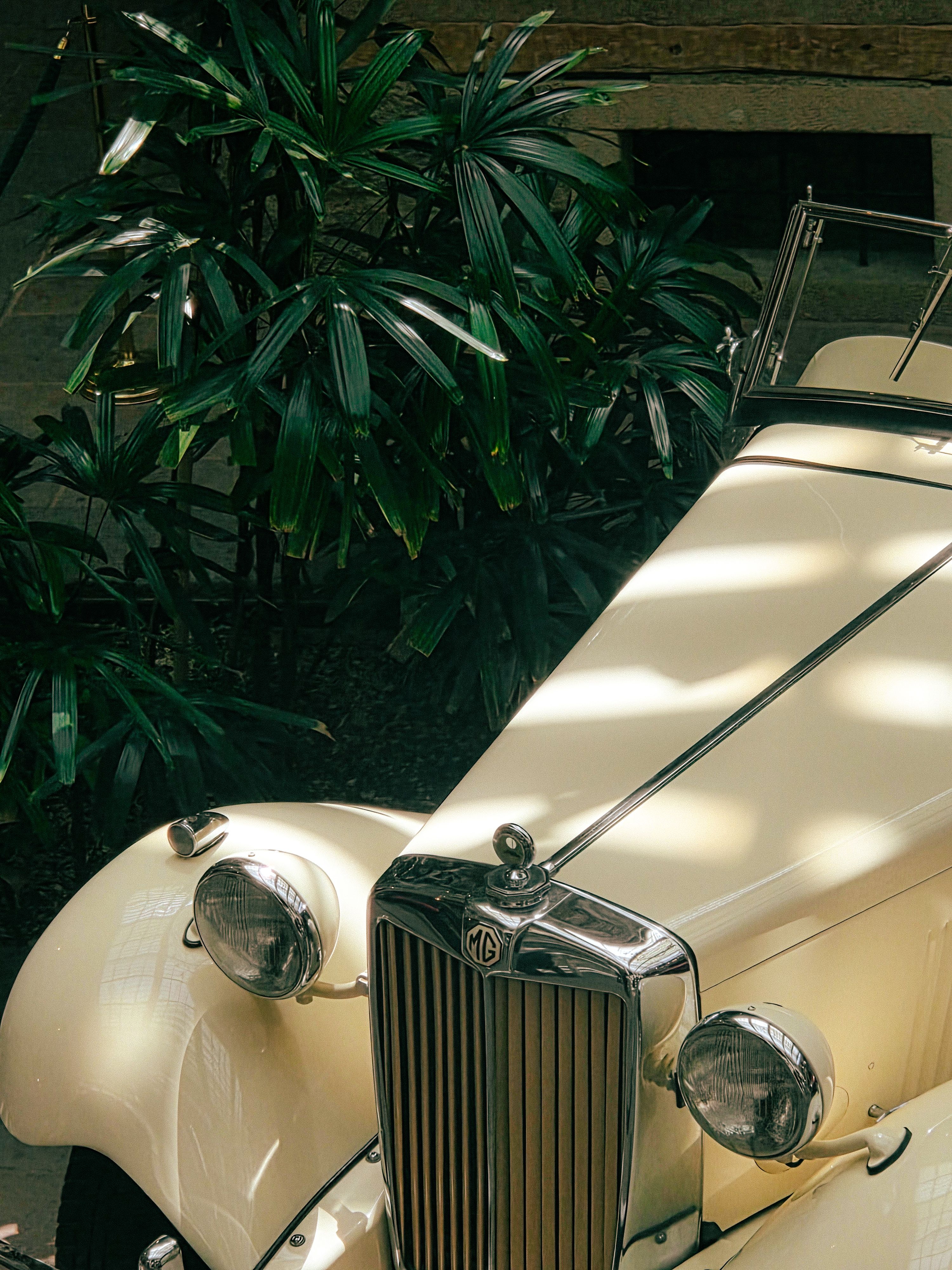 A vintage MG car gleams under indoor lights, surrounded by lush greenery in Ankara, Türkiye.