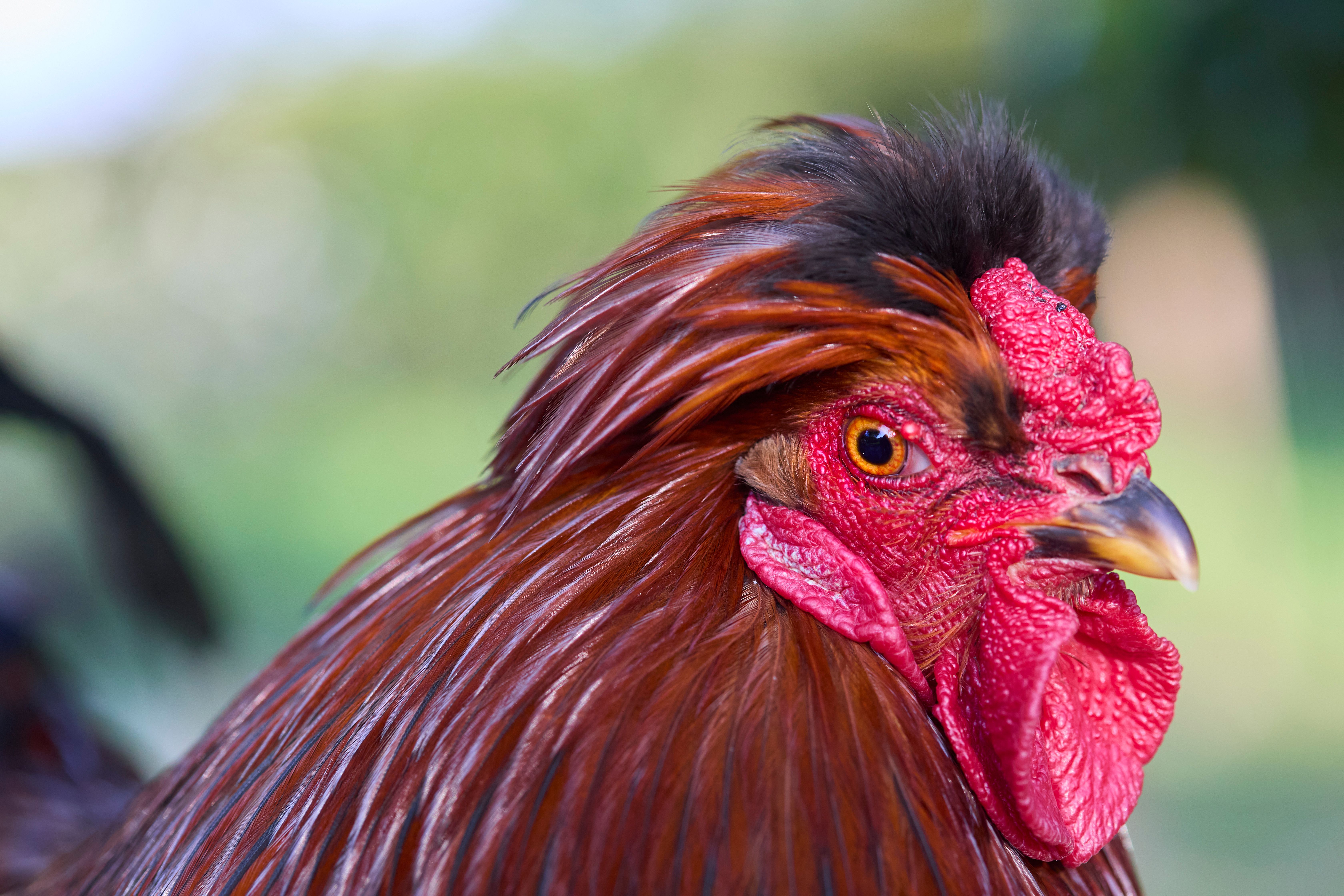Detailed close-up of a vibrant rooster showcasing its colorful plumage and wattle.