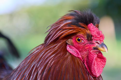Free Detailed close-up of a vibrant rooster showcasing its colorful plumage and wattle. Stock Photo