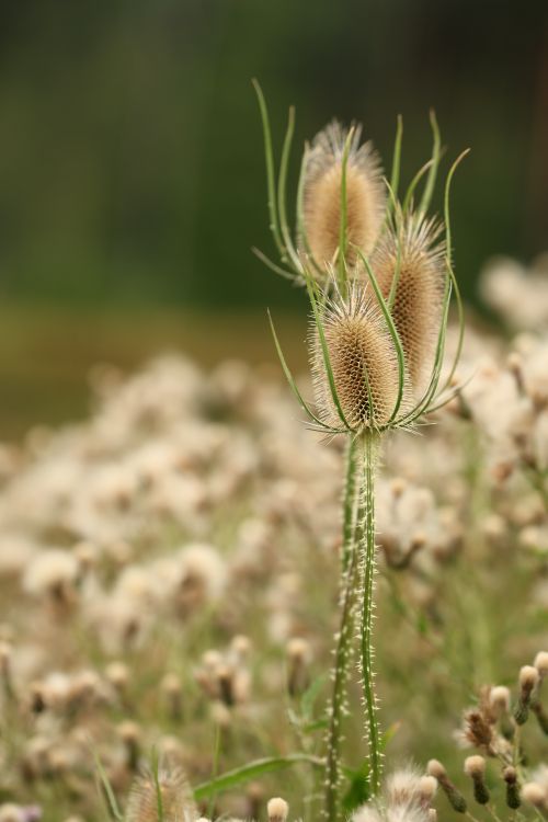 Free Macro shot of a wild teasel plant in a field, showcasing intricate details against a blurred background. Stock Photo