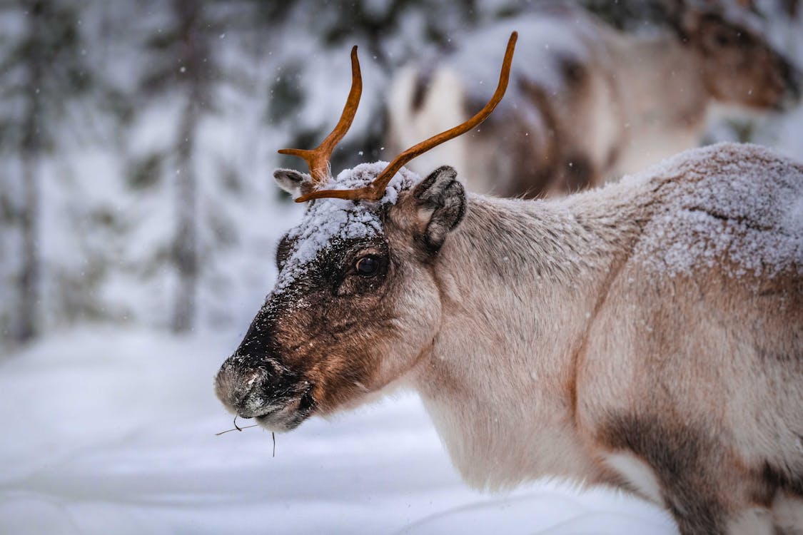 reindeer-eating-in-winter-forest-during-snowfall-free-stock-photo