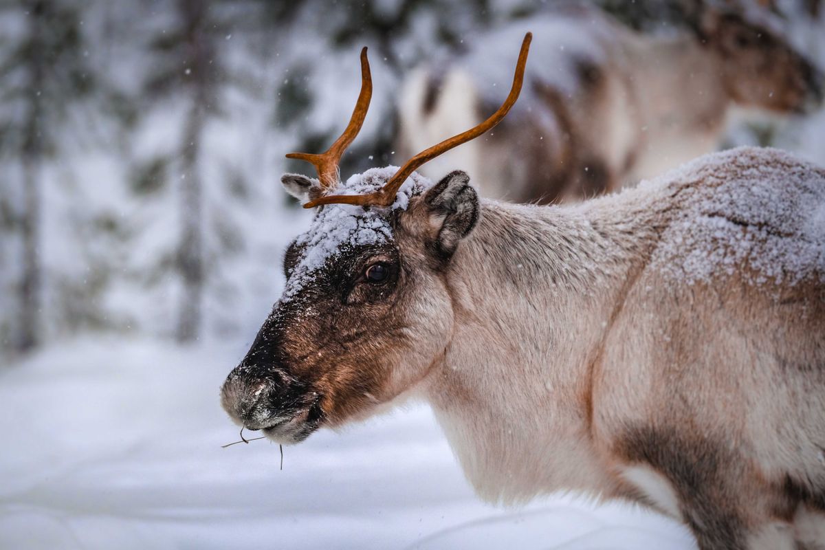 A reindeer eating in a winter forest during snowfall