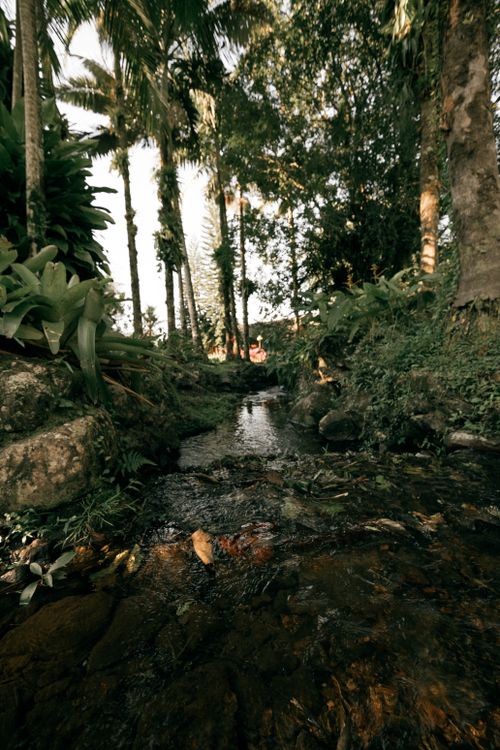 Free A serene forest stream flowing amid dense tropical vegetation on a sunny day. Stock Photo