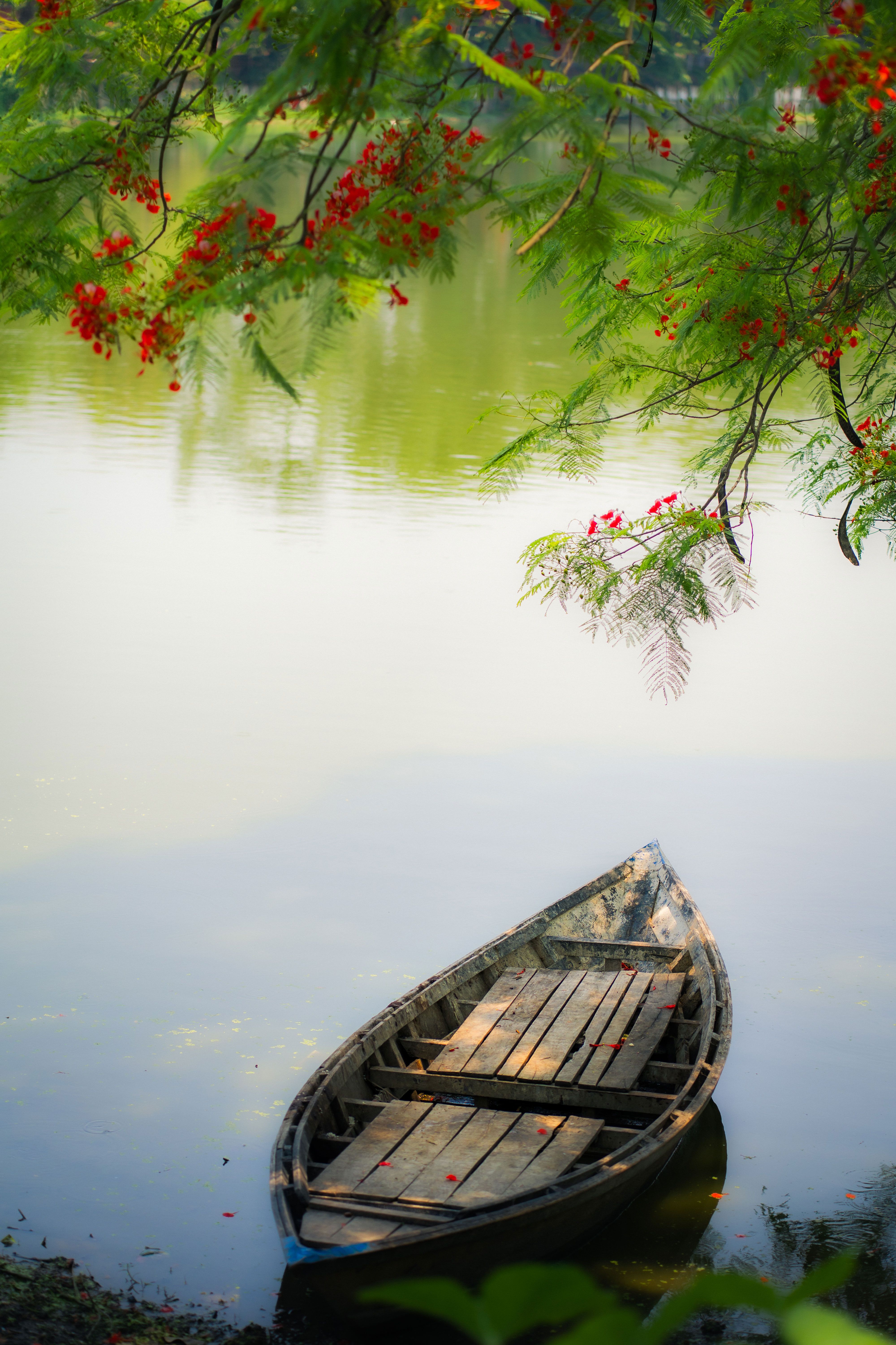 Peaceful scene of a wooden boat under flowering trees on a lake in Natore, Bangladesh.