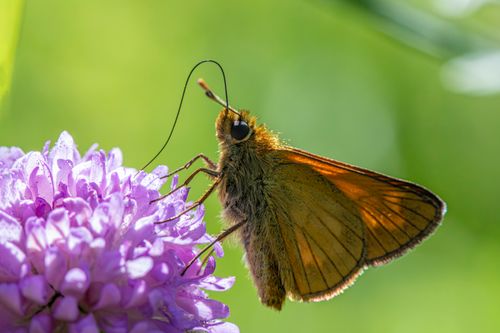 Free A detailed close-up of a Large Skipper butterfly perched on a vibrant purple flower, capturing nature's beauty. Stock Photo