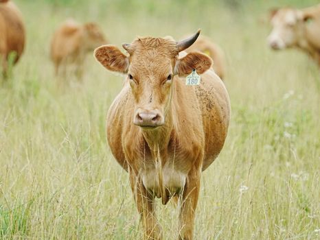 Portrait of a brown cow standing in a grassy field, showcasing agriculture and livestock farming in nature.