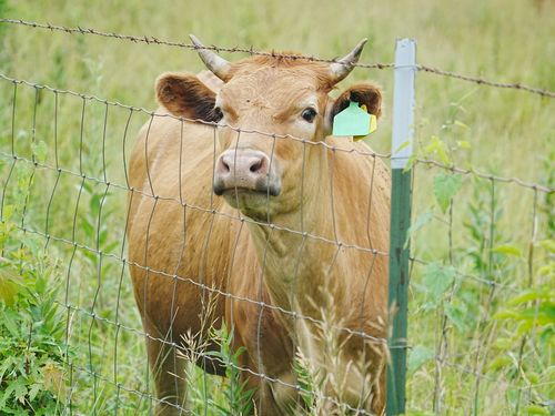 Free A curious brown cow stands behind a wire fence in a lush green summer pasture. Stock Photo