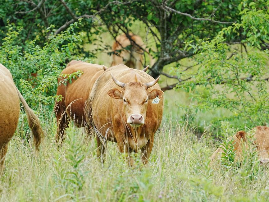Avoiding Pitfalls: The Most Common Mistakes When Starting a Small Cow Herd Avoiding Pitfalls: The Most Common Mistakes When Starting a Small Cow Herd