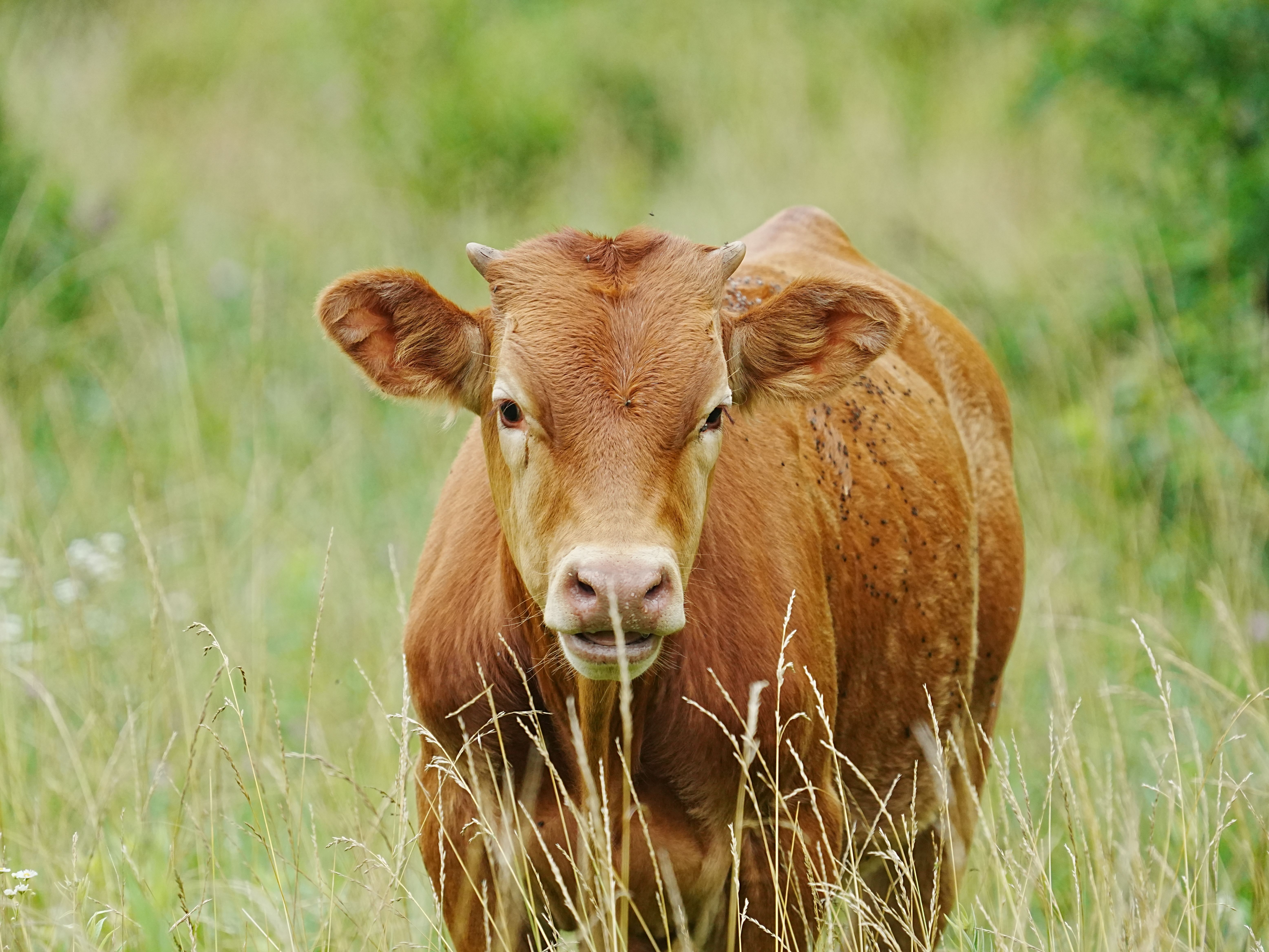 A cow is large patches of two or three values