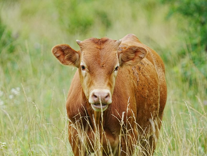 A cow is large patches of two or three values