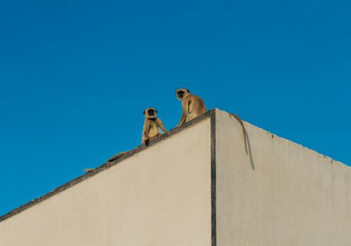 Two langur monkeys sit atop a building against a clear blue sky in India.