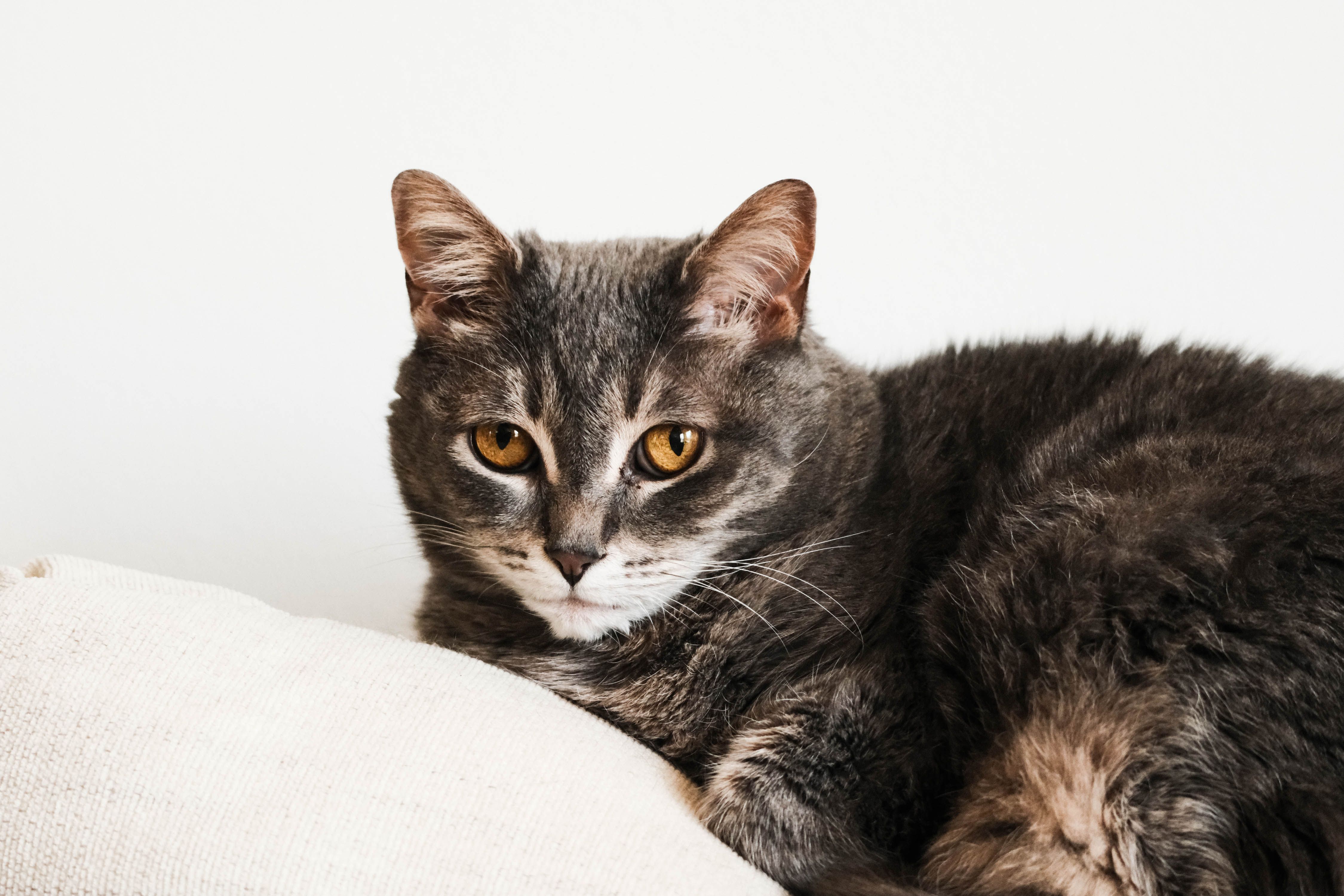 Healthcare and wellness consultation for a cat