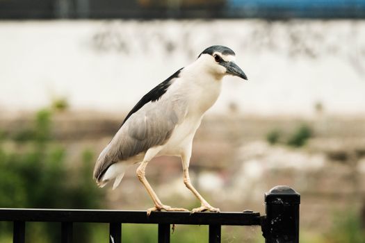 A black-crowned night heron perched on a railing in Chicago's urban environment.