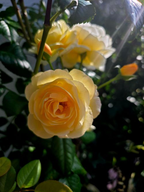 Free stock photo of beautiful, blooming flowers, nature Stock Photo