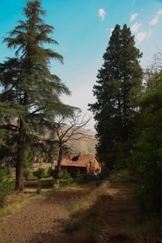 A rustic cabin surrounded by tall trees in a serene forest setting under a bright blue sky.