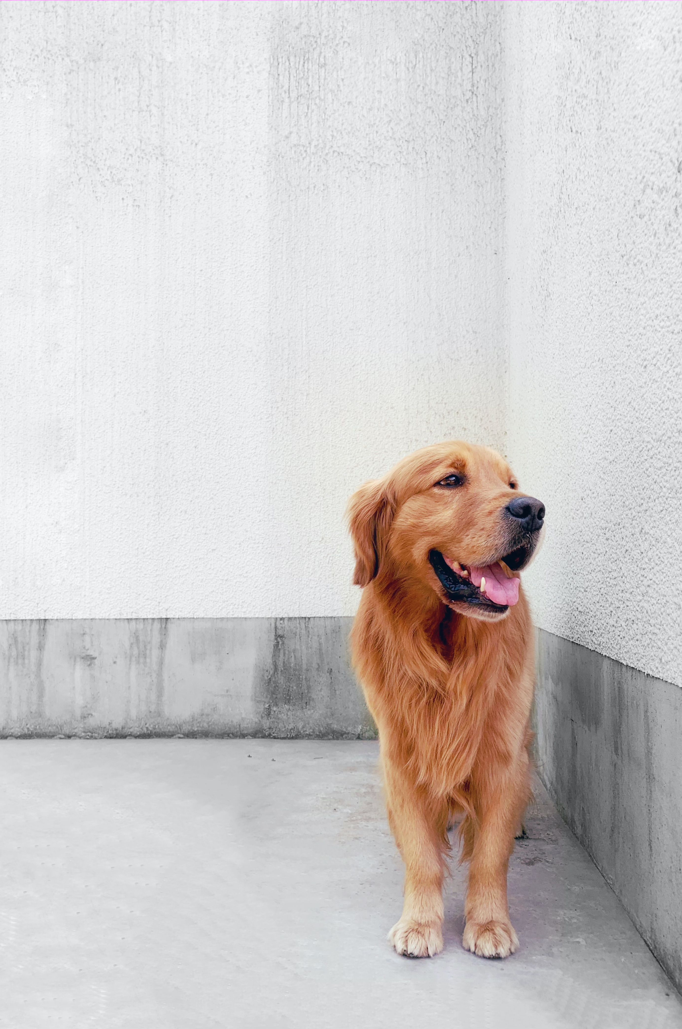 A golden retriever dog standing in a corner outdoors, full body view.