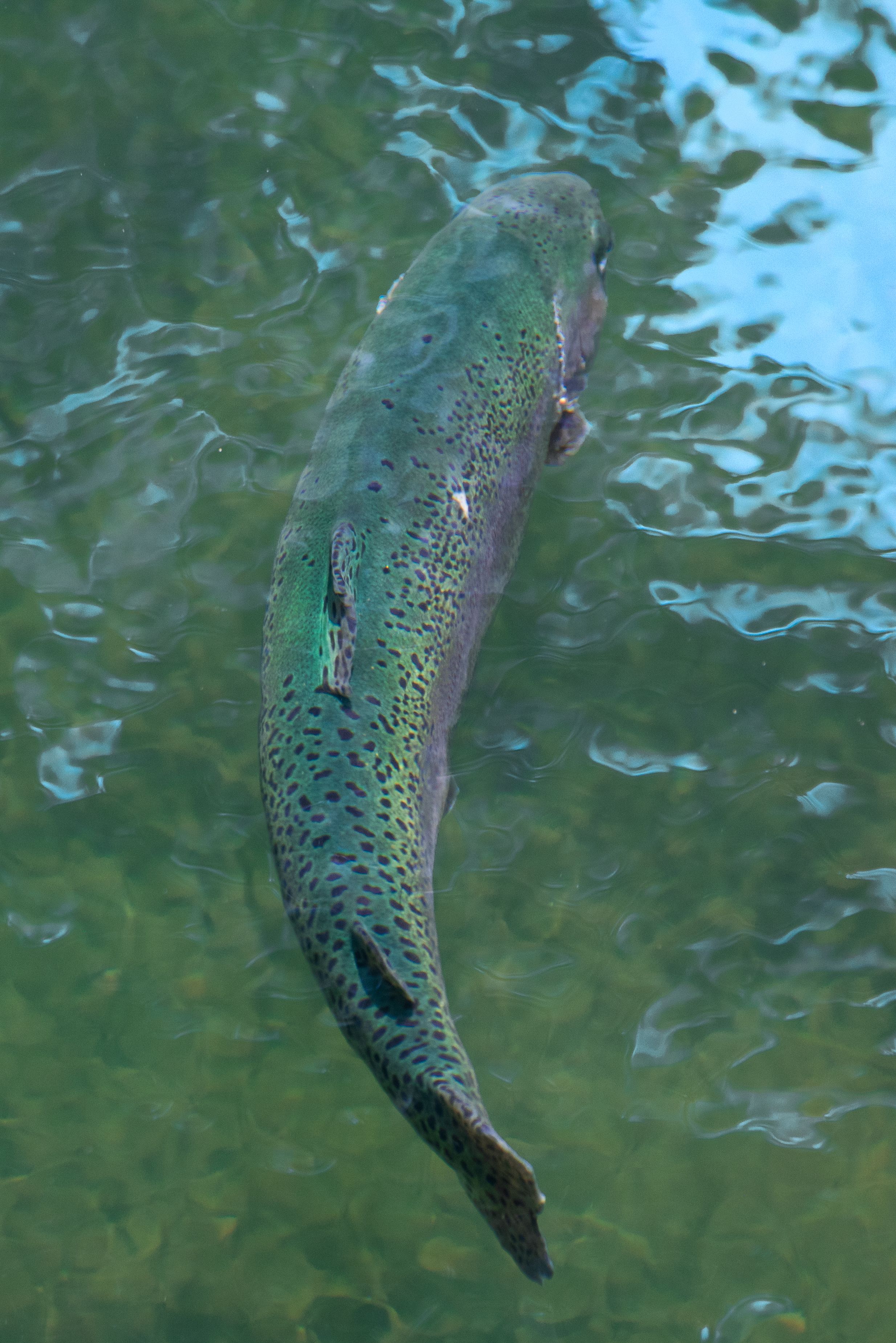 Trout Fishing