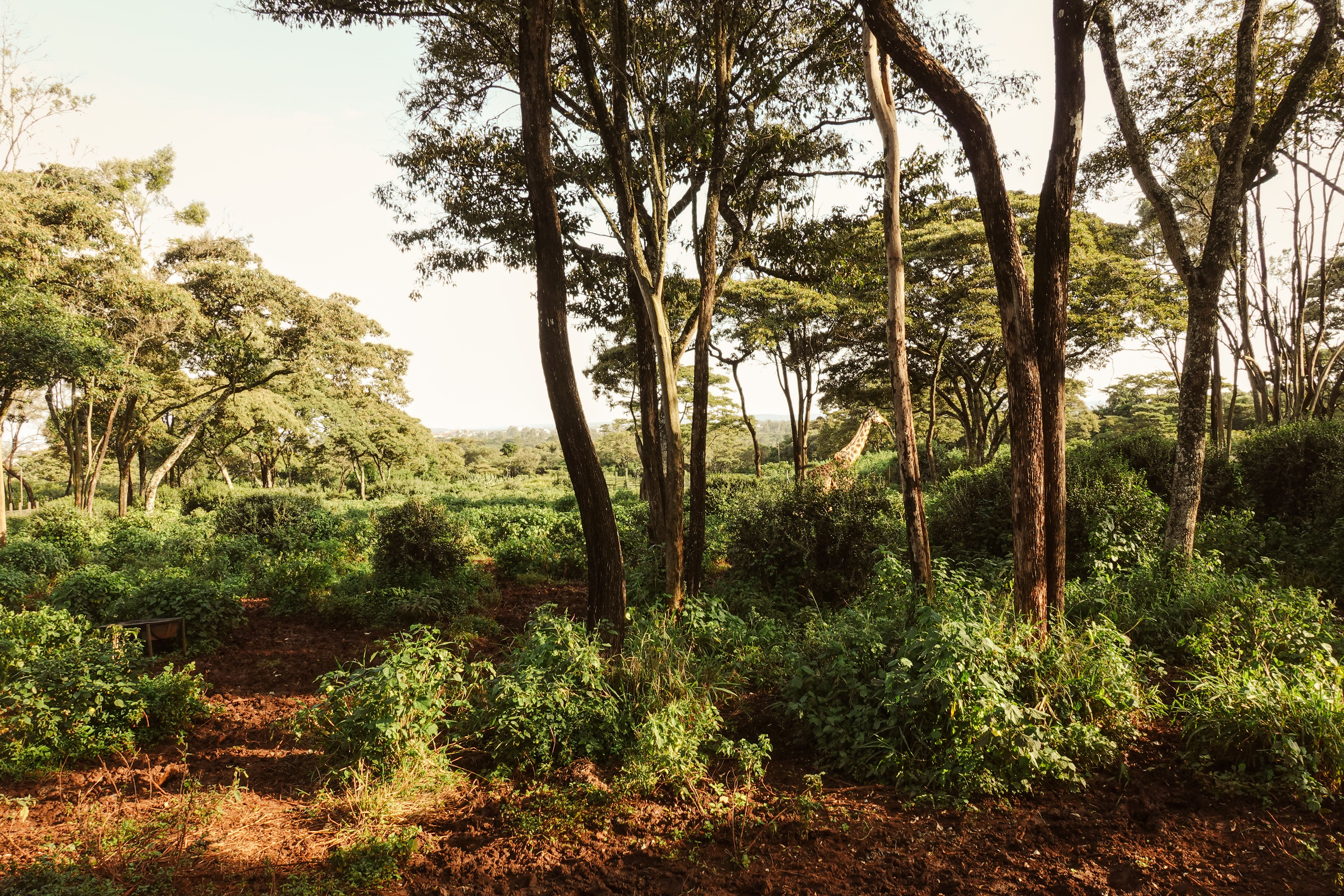 Walk the Karura Forest waterfall loop