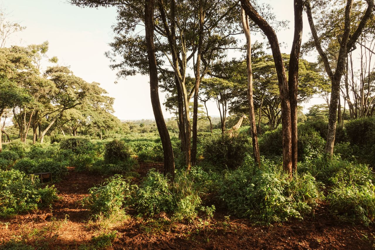 Kenya : Paul Mackenzie reconnu coupable du meurtre de 191 personnes
