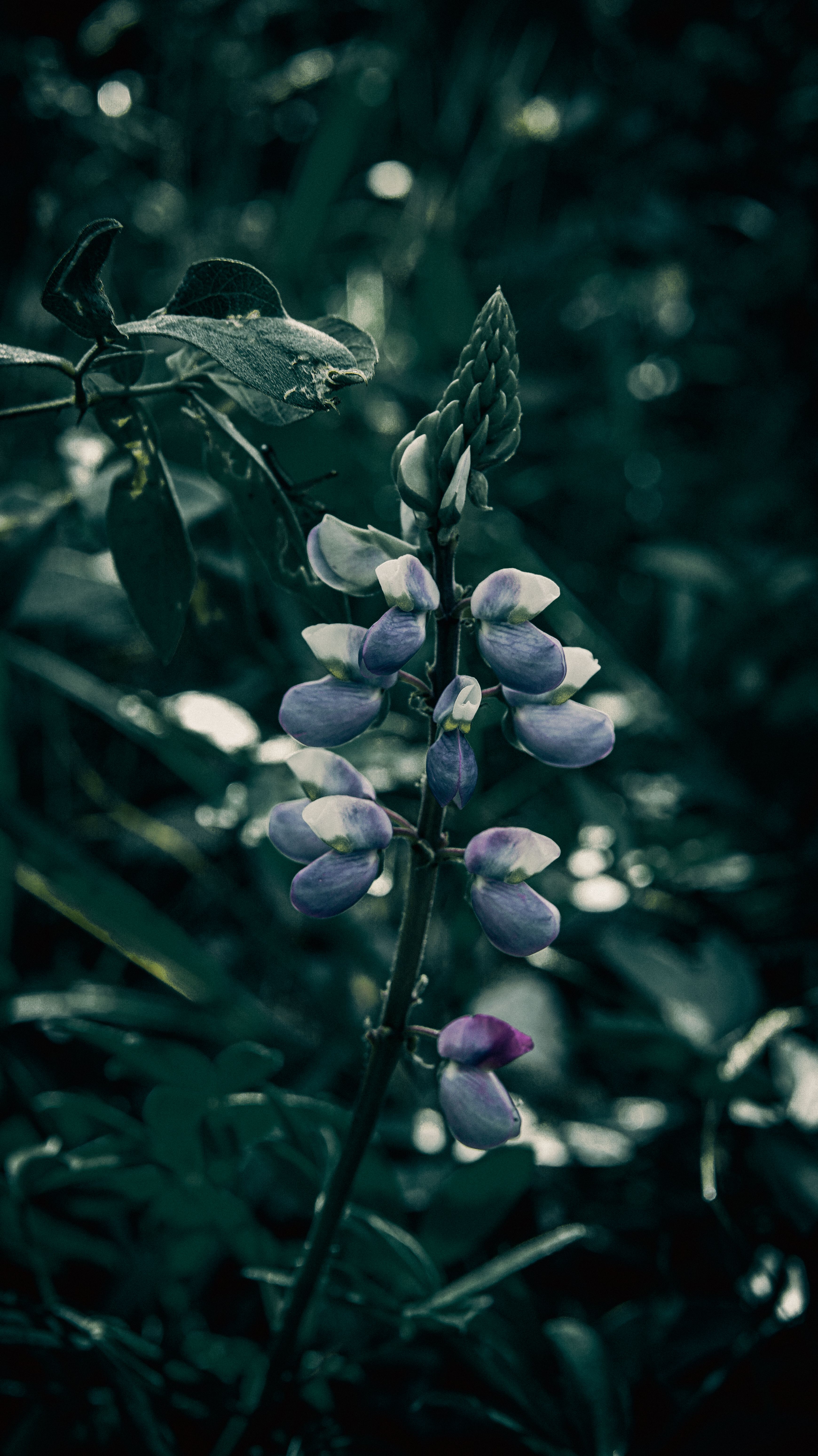 [ColoSach]-moody-close-up-of-a-purple-lupine-flower-amidst-dark,-lush-foliage,-highlighting-its-vibrant-petals.