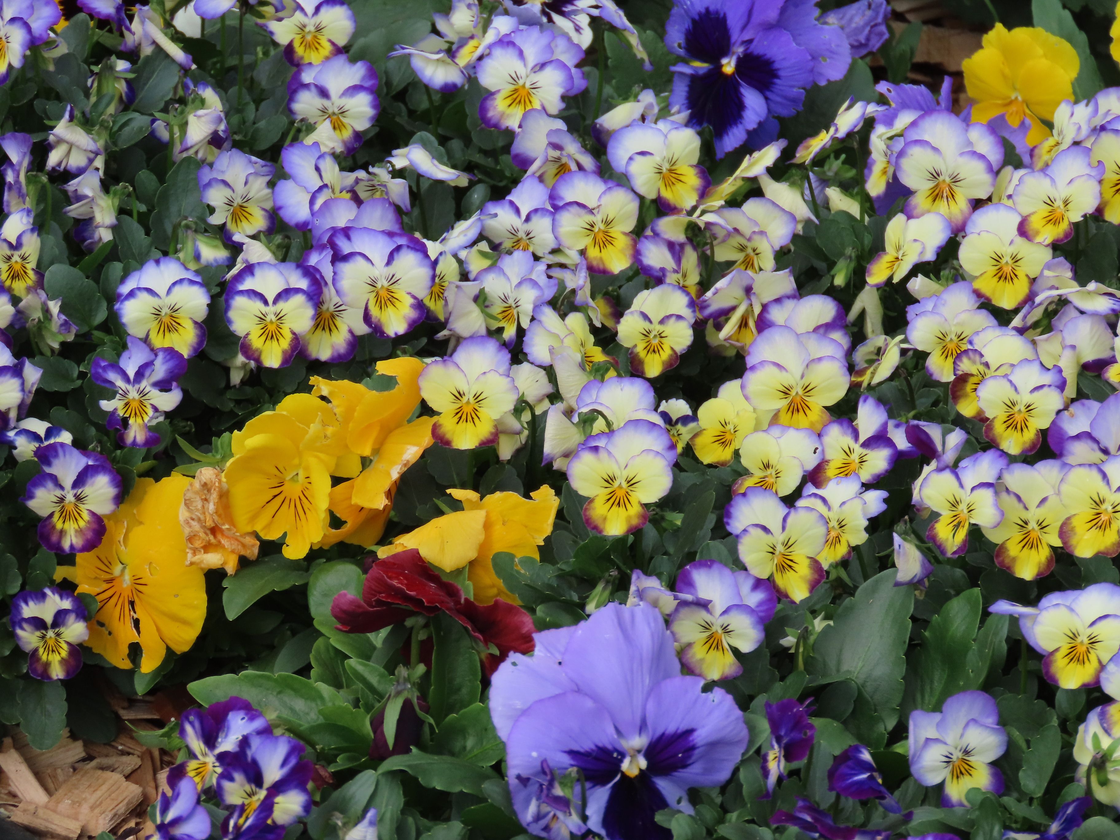 [ColoSach]-a-colorful-display-of-pansy-flowers-capturing-the-vivid-beauty-of-spring-in-sydney,-australia.